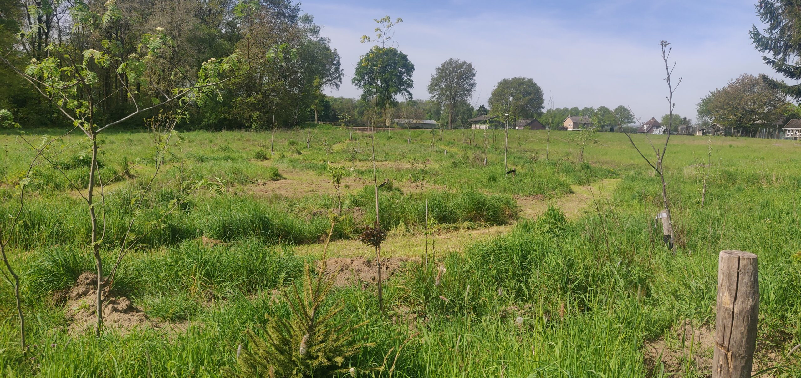 aanplant nieuw bos